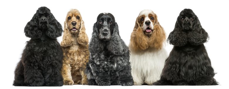 Cinco perros Cocker Spaniel americanos sentados para un retrato