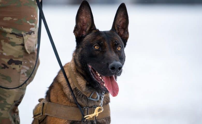 a GSD sitting on snow during training
