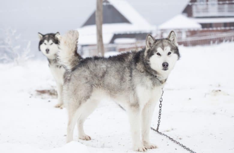 Two Siberian Husky standing on snow