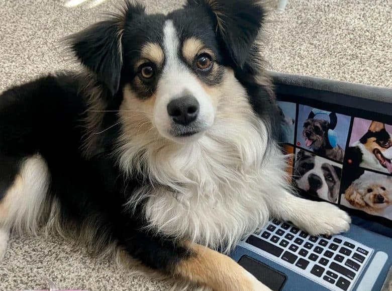 a tri-color Aussie puppy with his toy laptop 