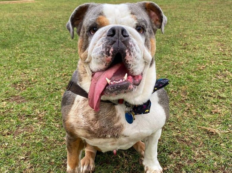 Tired Australian Bulldog from playing dirt