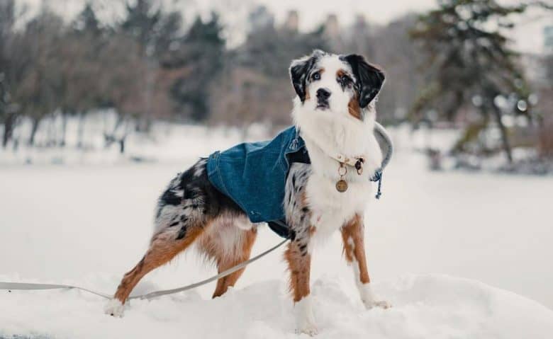 An Australian Shepherd dog being curious at the snowfield