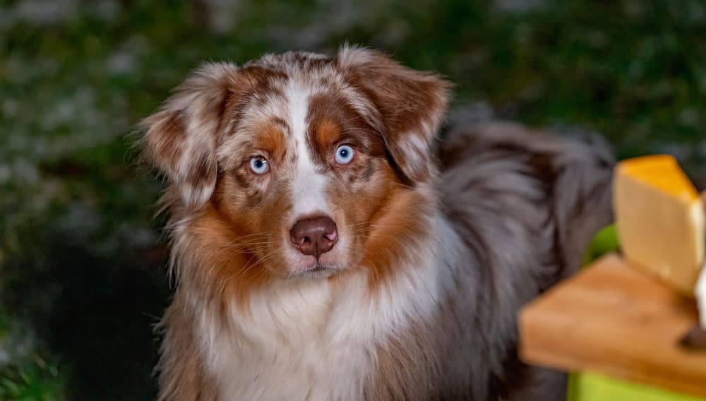 15 Best Dog Food for Australian Shepherds 2023 (Premium & Budget) K9 