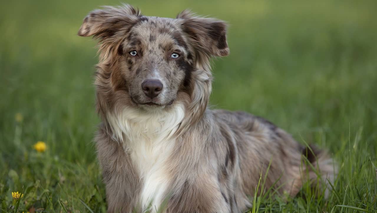 15 Best Dog Food for Australian Shepherds 2023 (Premium & Budget) K9 