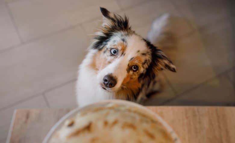 A hungry Australian Shepherd dog waiting for pancakes