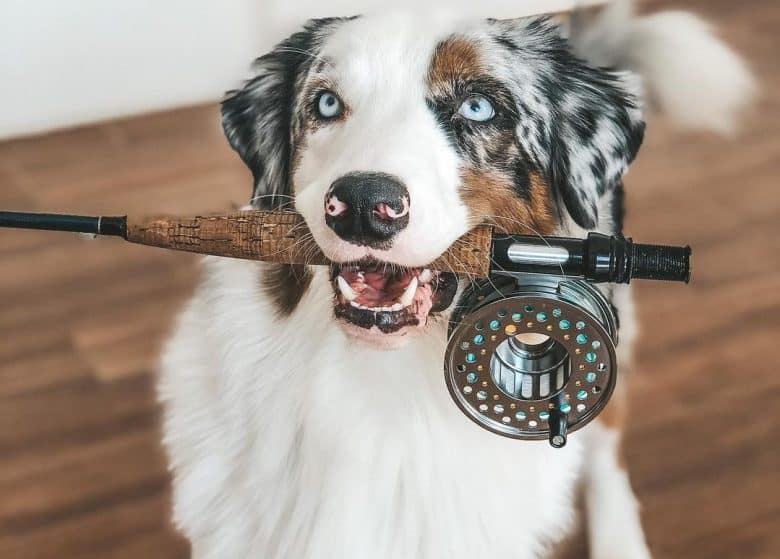 A tri-color Australian Shepherd biting a fishing pole