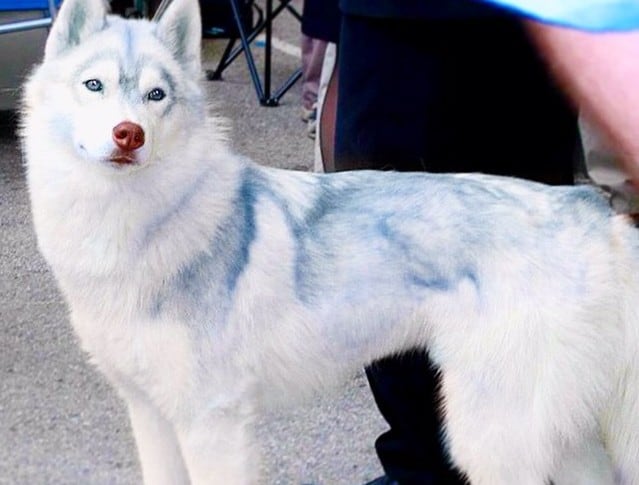 an Azurian Husky with unique blue-tinge fur standing