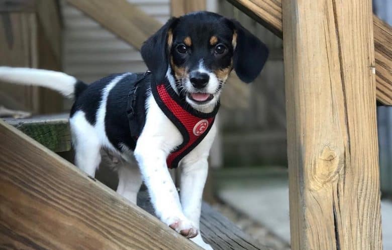 a cute Beagat Terrier puppy peeking while standing on stairs