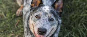 a Blue Heeler laying outdoors