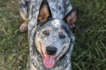 a Blue Heeler laying outdoors