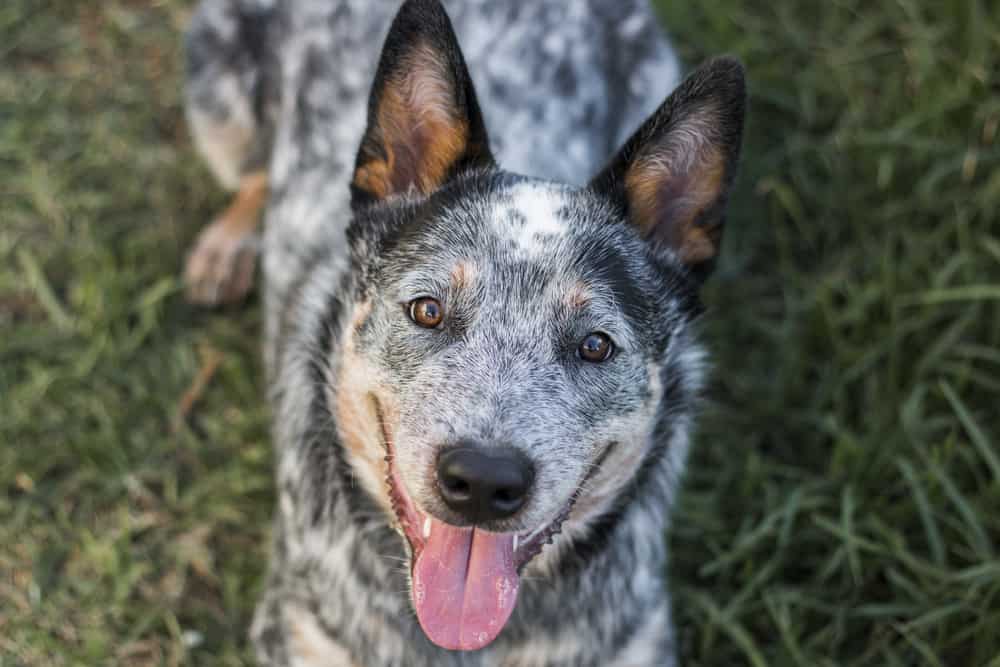 List of the Best Blue Heeler Names for Your Australian Cattle Dog K9 Web