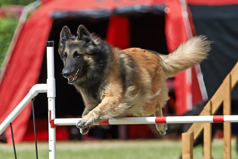 a Belgian Tervuren confidently leaping on poles