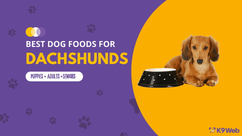 Best Dog Food for Dachshund Review