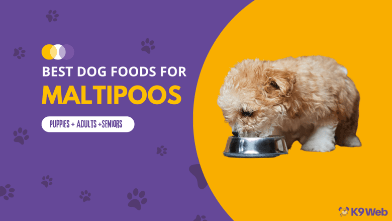 Best Dog Food for Maltipoo Review
