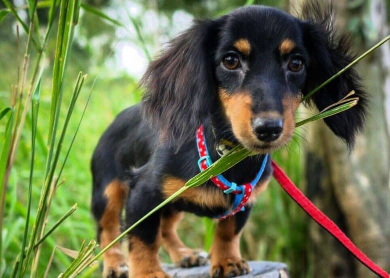 Bicolor Doxie puppy standing on a tree trunk