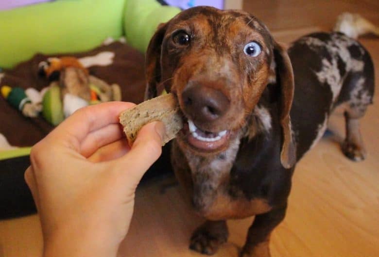 a brindle bi-eyed Dachshund eating a cake