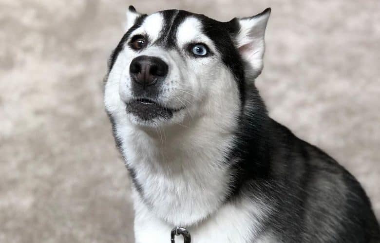 a goofy Miniature Husky sitting