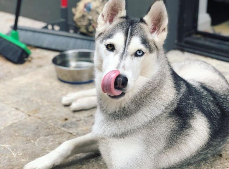 12 Best Dog Foods for Siberian Huskies 2023 (Premium & Budget) K9 