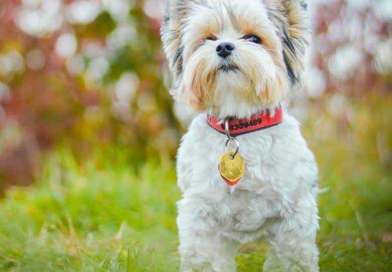 a Biewer Terrier wearing a red collar standing on the grass