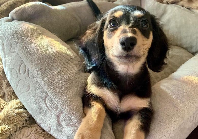 a Black and Cream Dachshund puppy laying on the dog bed