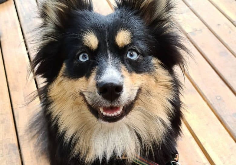 an adorable Pomsky looking up while sitting on a wooden floor