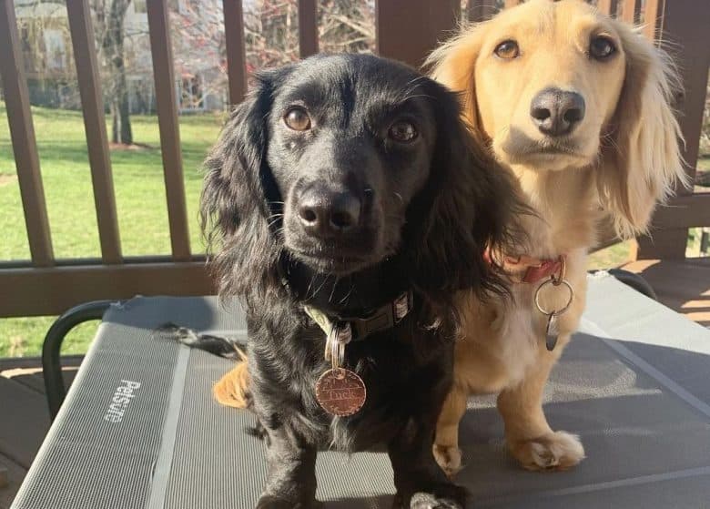 Two Doxies standing on a bouncing mat