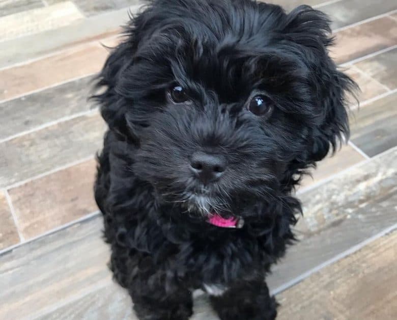 a cute Black Lhasa Poo wearing a pink collar