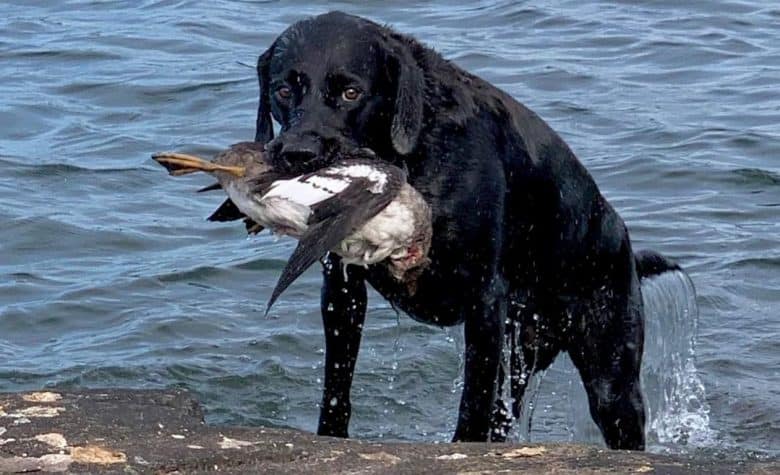 a Black Retriever biting a fish