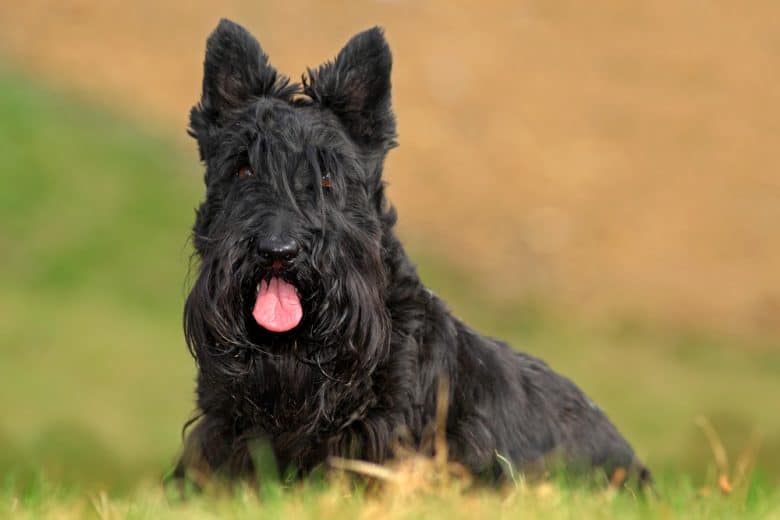 a black shaggy Scottish Terrier laying on a grassfield