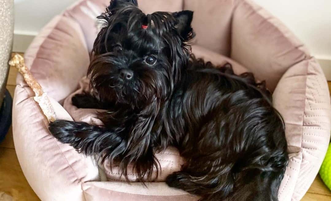 Types of Yorkies 2 Different Types of Yorkie Dogs K9 