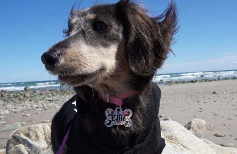 a Blue and Cream Dachshund standing near the sea