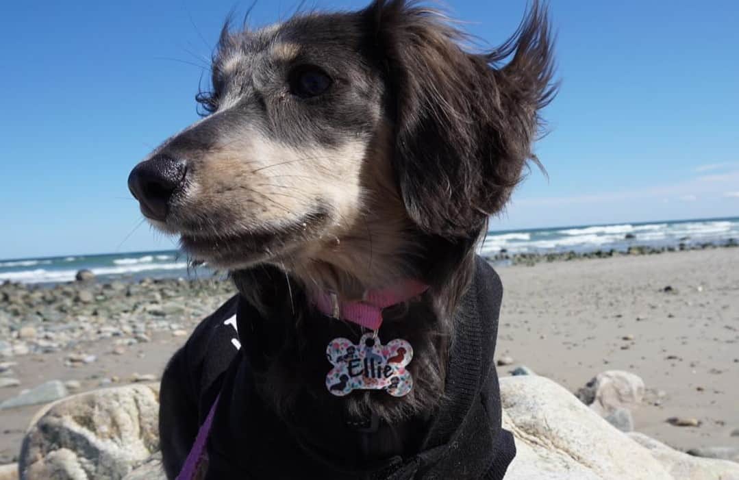 Dachshund Colors The Standard & Rare Doxie Coat Colors K9 