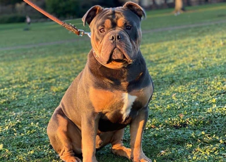 long haired olde english bulldog