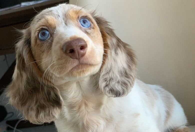 a Doxie puppy looking up while sitting 