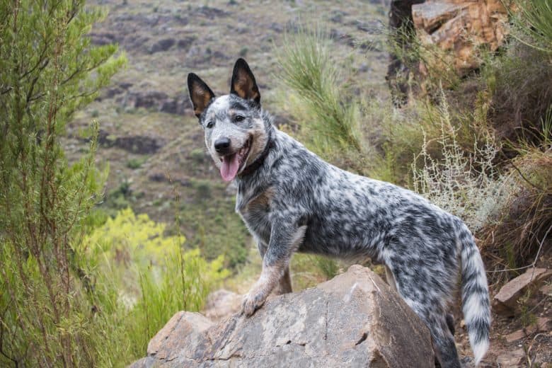 a brave Blue Heeler standing on a rock