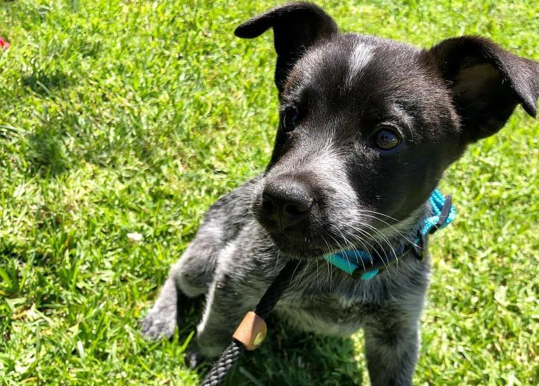 A List of the Best Blue Heeler Names for Your Australian Cattle Dog