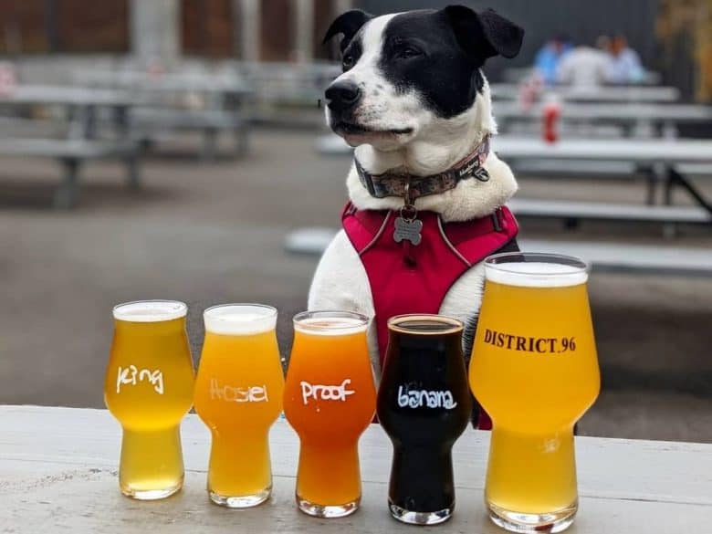 a Border Collie standing with different beer color on glasses