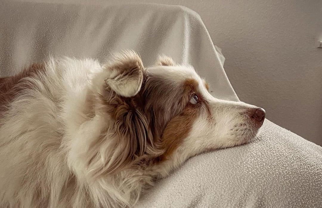 15 Best Dog Food for Australian Shepherds 2023 (Premium & Budget) K9 