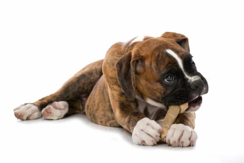 a Boxer happily eating the bone treat