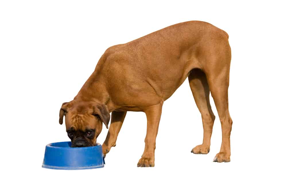 49+ Best Dry Dog Food For Boxer Puppies Photo Bleumoonproductions
