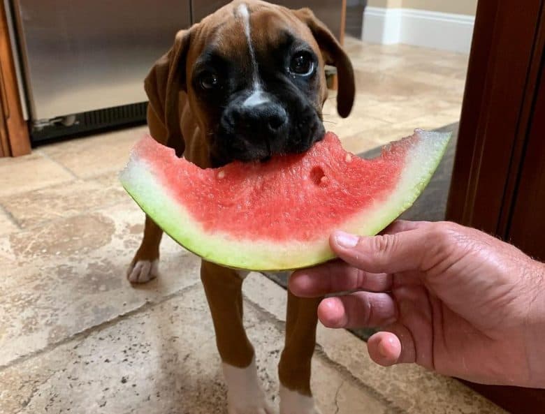 a Boxer puppy enjoying his watermelon