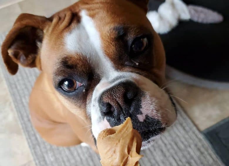 a Boxer smelling peanut butter on dog biscuit