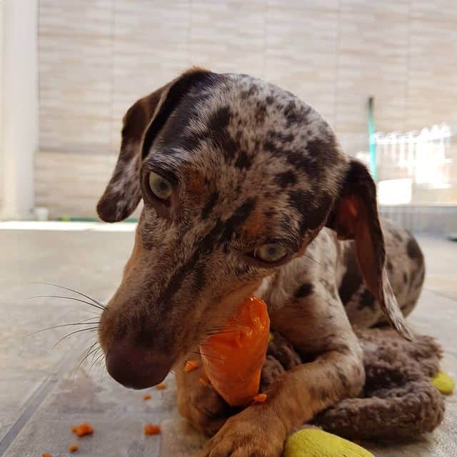 a Dachshund chewing a sweet potato