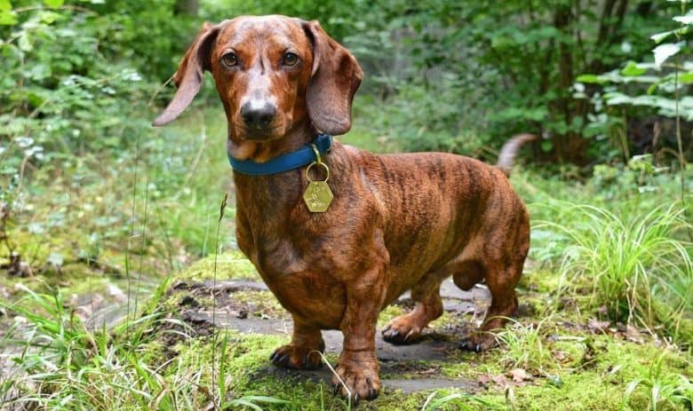 a Brown Brindle Doxie in the middle of the forest