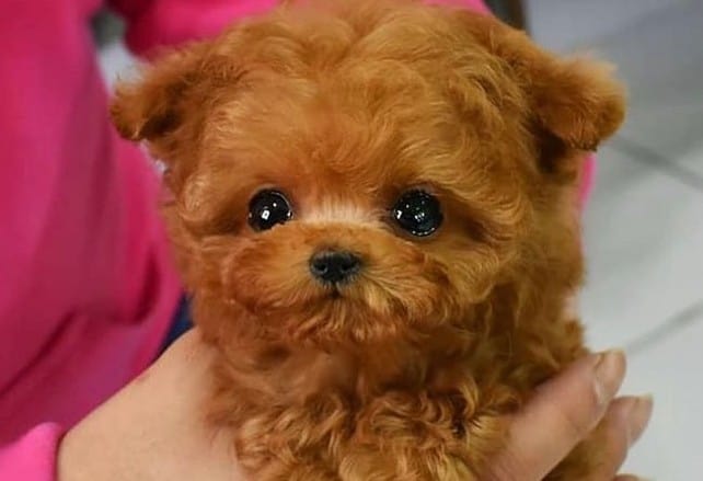 un chiot Caniche de Tasse de thé brun doux