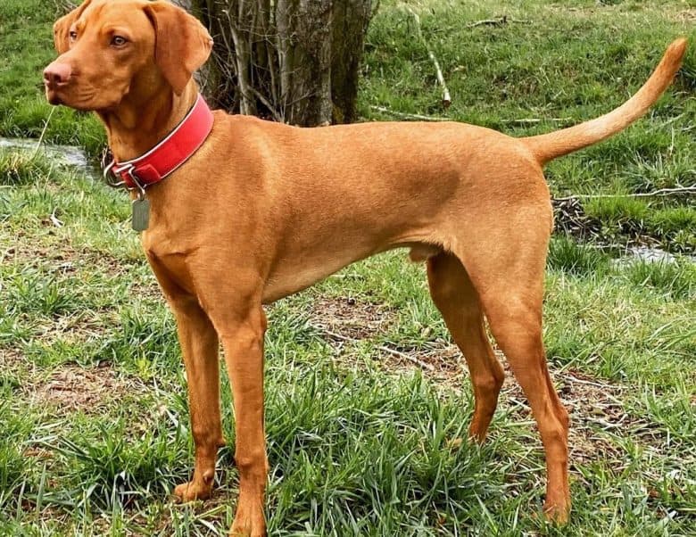 a Magyar Vizsla standing on a grassfield