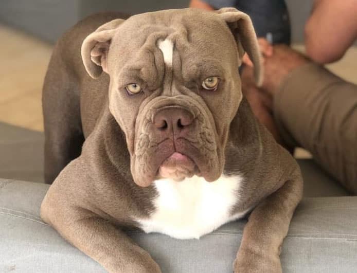 Buldogue Campeiro dog looking fiercely