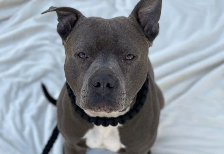 a tough looking Gray American Staffordshire Terrier sitting