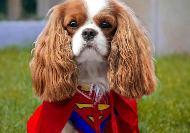a handsome Cavalier wearing a superman costume