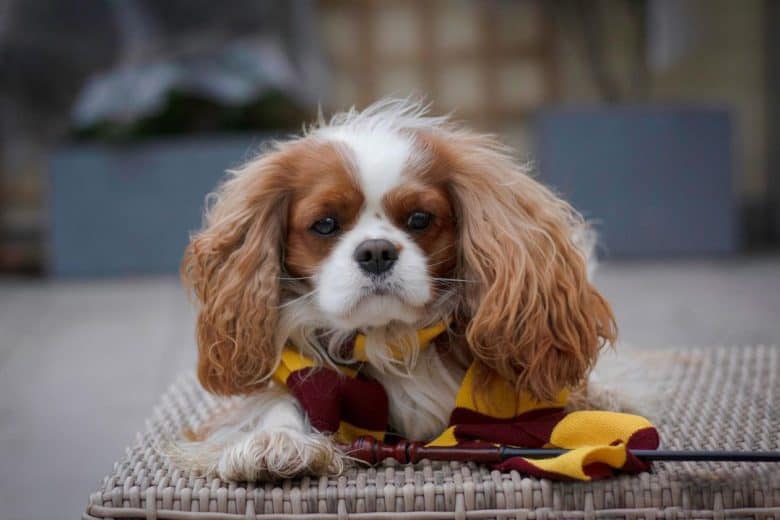 A Cavalier King Charles Spaniel wearing a Gryffindor scarf